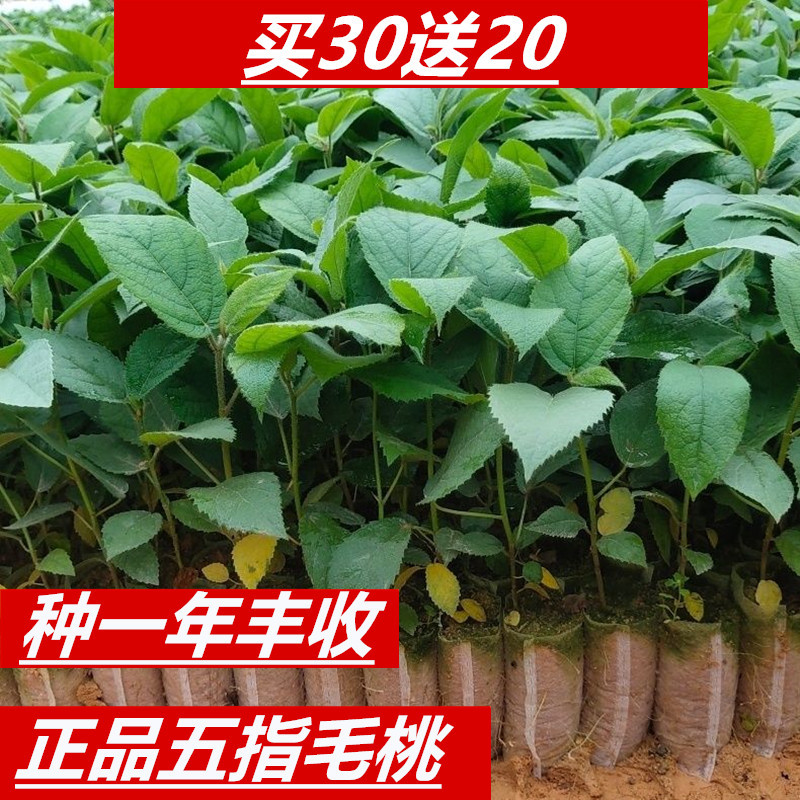 广西灵山正宗五指毛桃苗/基地直供/现挖现发/提供种植技术