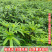 广西灵山正宗五指毛桃苗/基地直供/现挖现发/提供种植技术