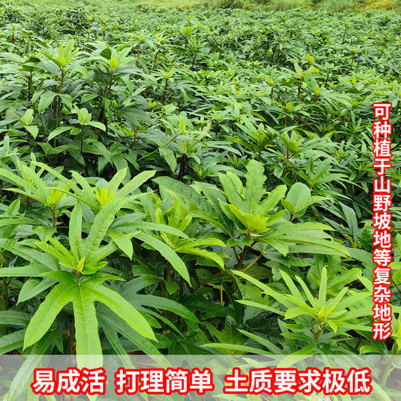 广西灵山正宗五指毛桃苗/基地直供/现挖现发/提供种植技术