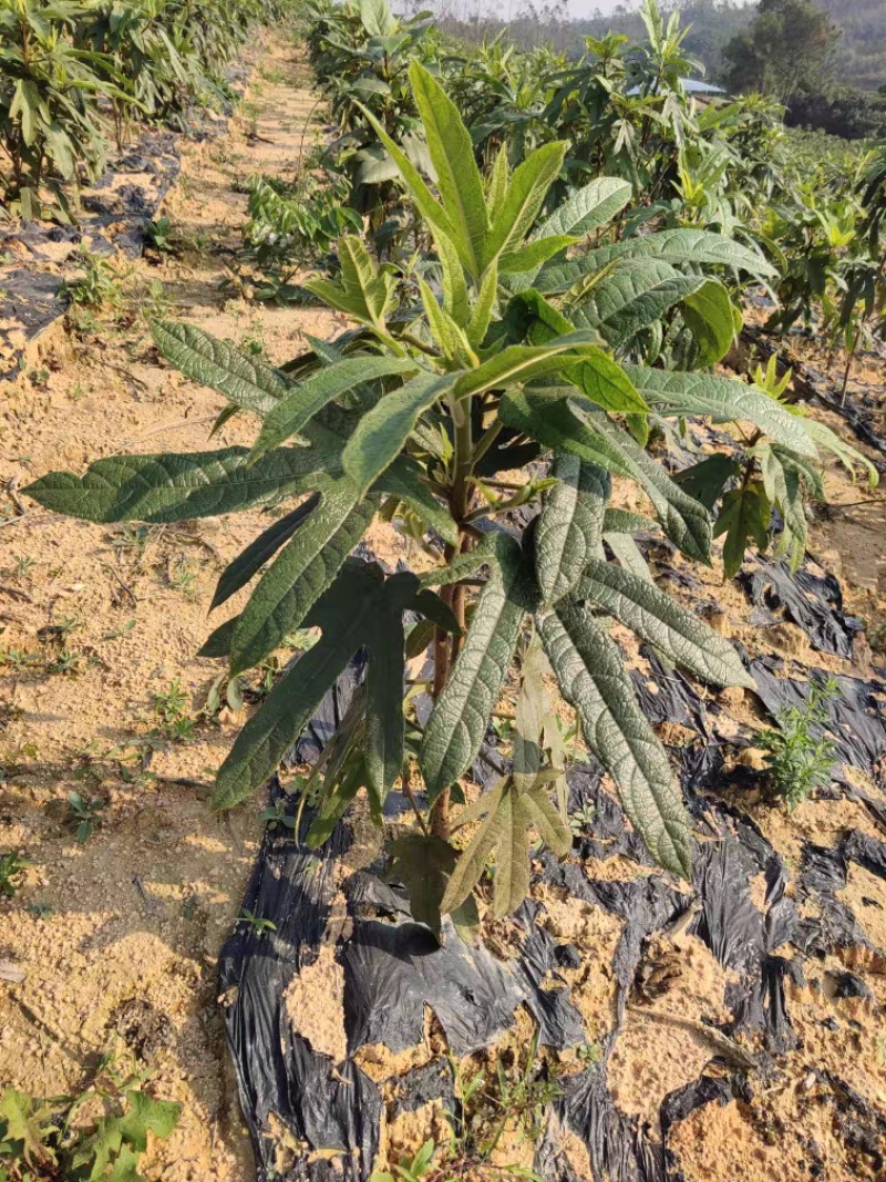 广西灵山正宗五指毛桃苗/基地直供/现挖现发/提供种植技术