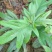 广西灵山正宗五指毛桃苗/基地直供/现挖现发/提供种植技术