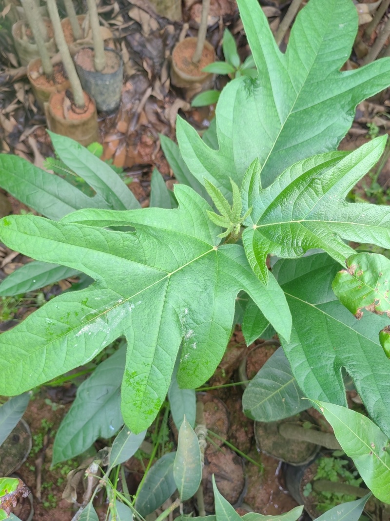 广西灵山正宗五指毛桃苗/基地直供/现挖现发/提供种植技术