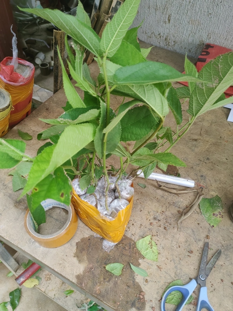 广西灵山正宗五指毛桃苗/基地直供/现挖现发/提供种植技术