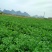 广西恭城大头菜（榨菜）