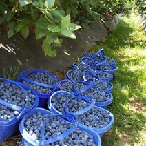 云南露天蓝莓珠宝四月份大量上市，质量保证，量大从优