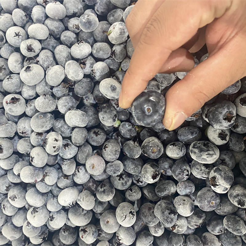 云南露天蓝莓珠宝四月份大量上市，质量保证，量大从优
