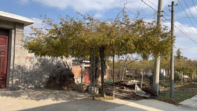 紫藤（日系高杆）规格齐全品质保证量大从优欢迎联系