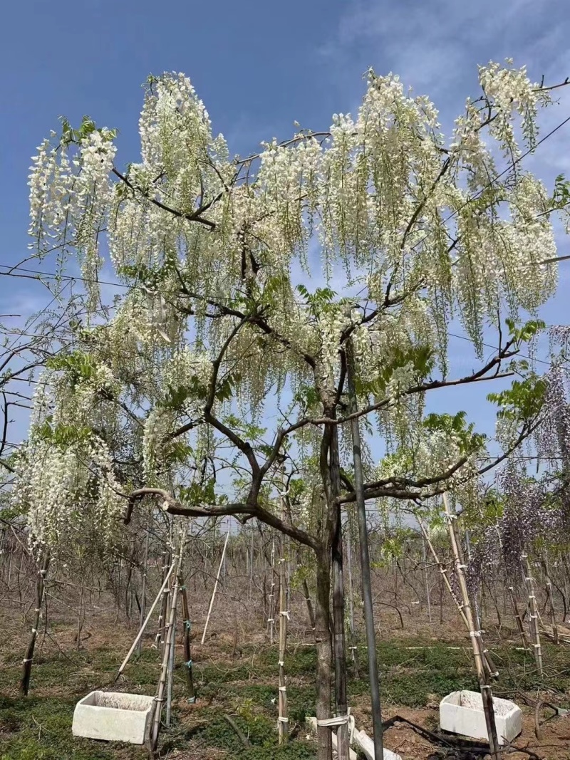 精品高杆紫藤安了寺嫁接紫藤基地直发规格齐全欢迎联系