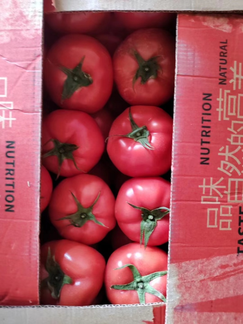 宁夏硬粉西红柿大量有货质量保证诚信经营价格优惠