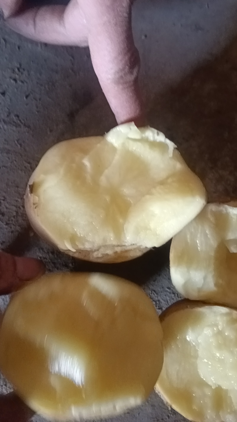山东冷库土豆荷兰十五多个品种多个规格大量现货供应