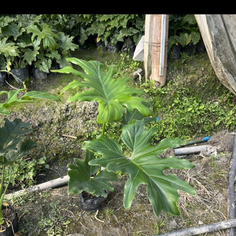 春羽，高度25-100公分，冠幅20-80公分，基地直发