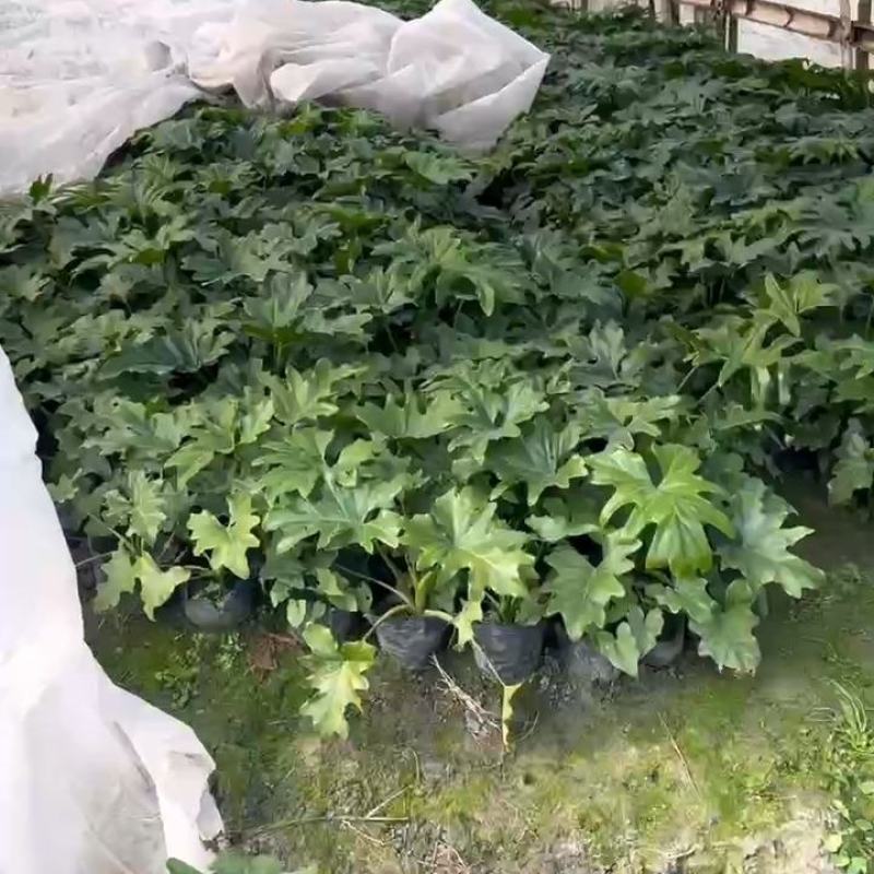 春羽，高度25-100公分，冠幅20-80公分，基地直发