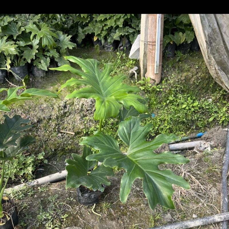 春羽，高度25-100公分，冠幅20-80公分，基地直发