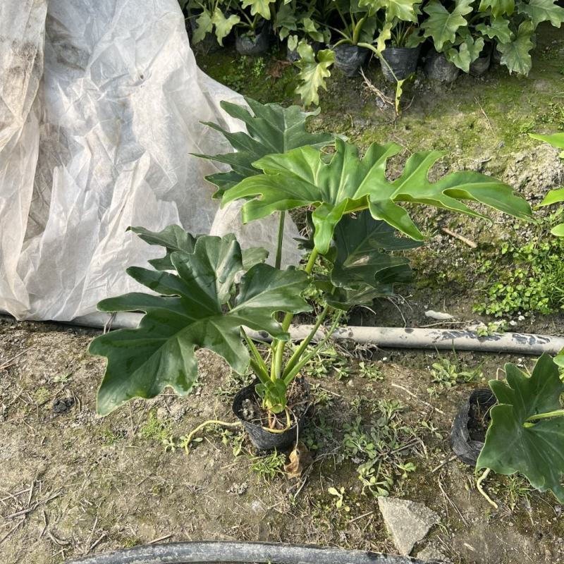 春羽，高度25-100公分，冠幅20-80公分，基地直发