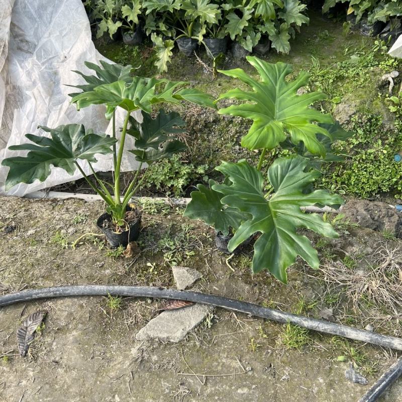 春羽，高度25-100公分，冠幅20-80公分，基地直发