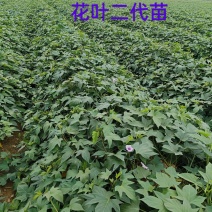 大田苗：小花叶二代、丝滑（榴莲蜜薯）、香港红、济26等