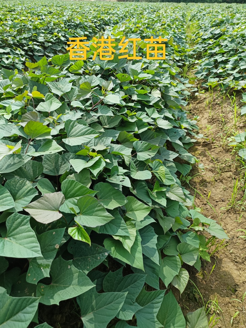 大田苗：小花叶二代、丝滑（榴莲蜜薯）、香港红、济26等