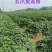 大田苗：小花叶二代、丝滑（榴莲蜜薯）、香港红、济26等