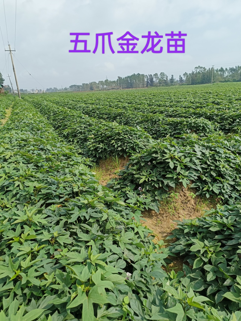 大田苗：小花叶二代、丝滑（榴莲蜜薯）、香港红、济26等