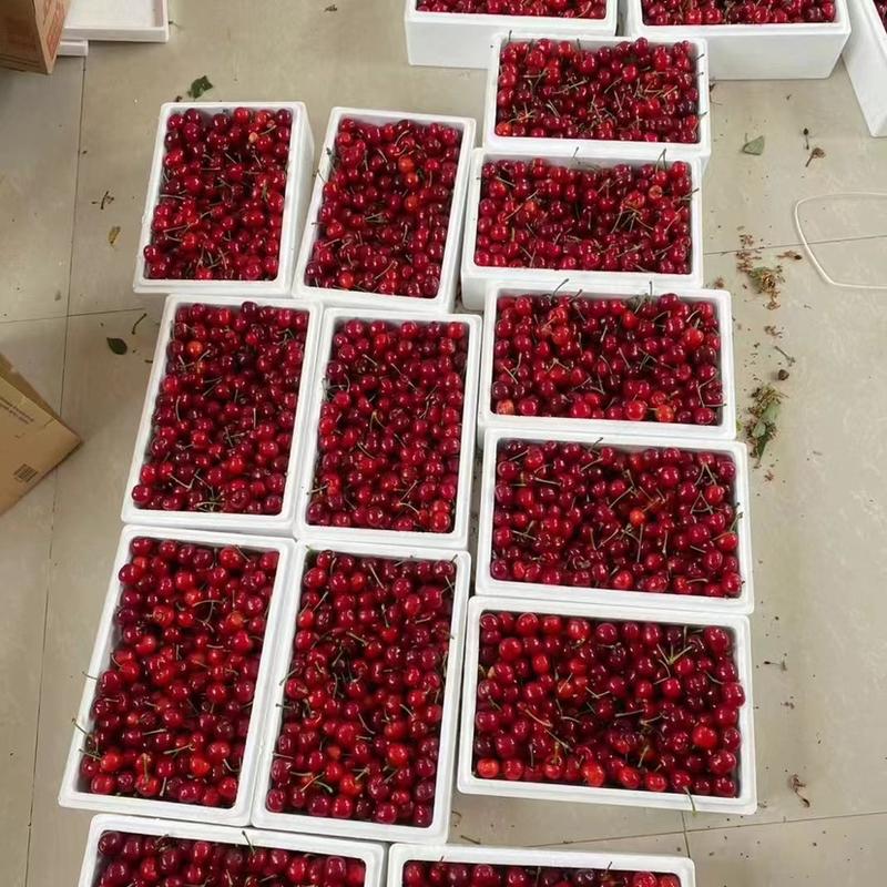果园精品红灯樱桃，百亩种植基地，价格便宜，可视频看货