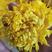 金丝皇菊精品大朵，泡开10到14厘米，安徽产地直发，量大