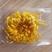 金丝皇菊精品大朵，泡开10到14厘米，安徽产地直发，量大