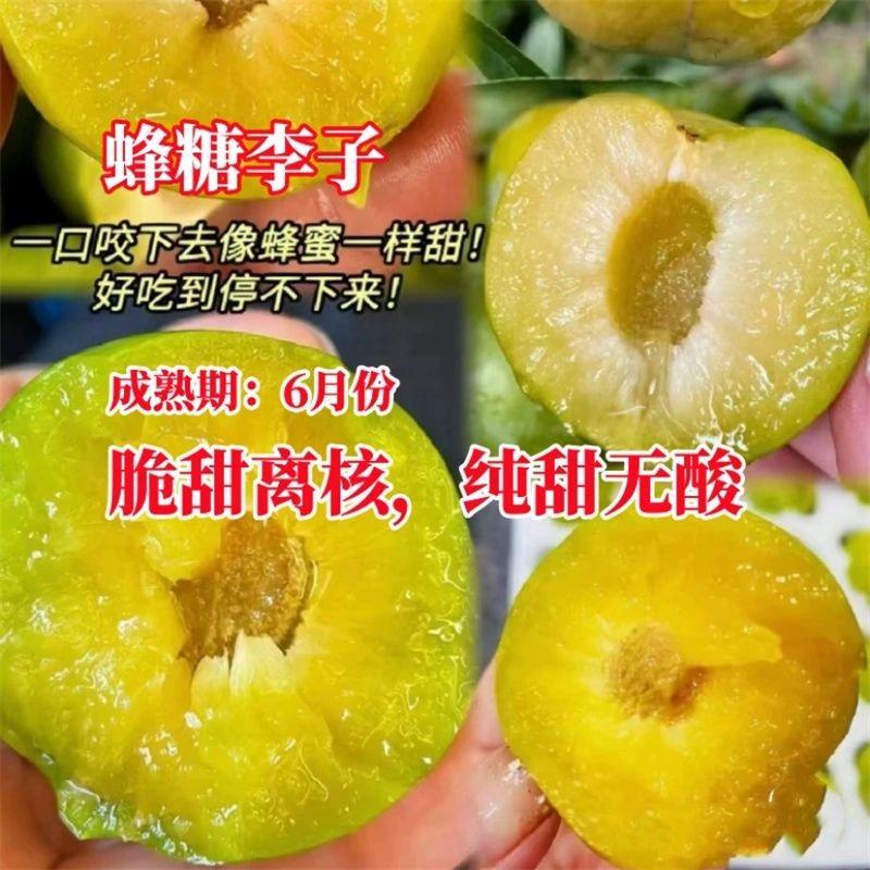 【包活】李子苗/蜂糖李子苗脱核嫁接基地直发供应南北种植
