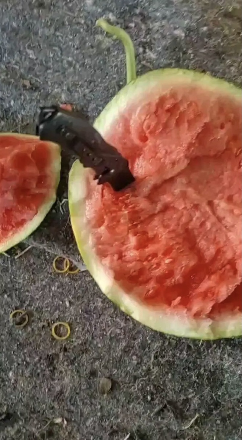 【美都无籽西瓜】河南夏邑产区现摘现发，皮薄多汁价格美丽