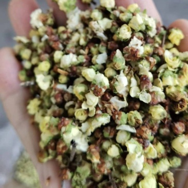 精品黄山梅花，大量供应，量大从优保质保量对接全国客商