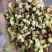 精品黄山梅花，大量供应，量大从优保质保量对接全国客商