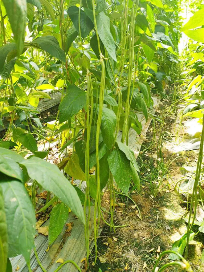 抗病高产种苗豇豆苗豆角苗长豆角苗一穴三株50穴盘当天发货