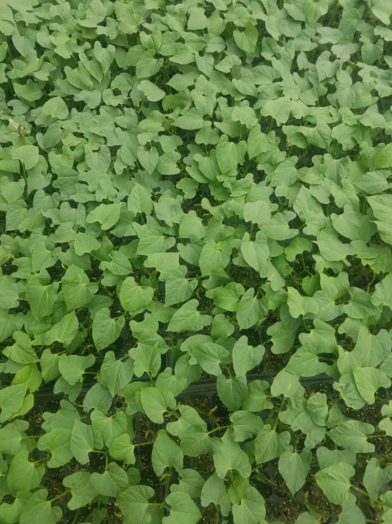 抗病高产种苗豇豆苗豆角苗长豆角苗一穴三株50穴盘当天发货