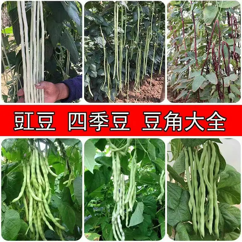 抗病高产种苗豇豆苗豆角苗长豆角苗一穴三株50穴盘当天发货