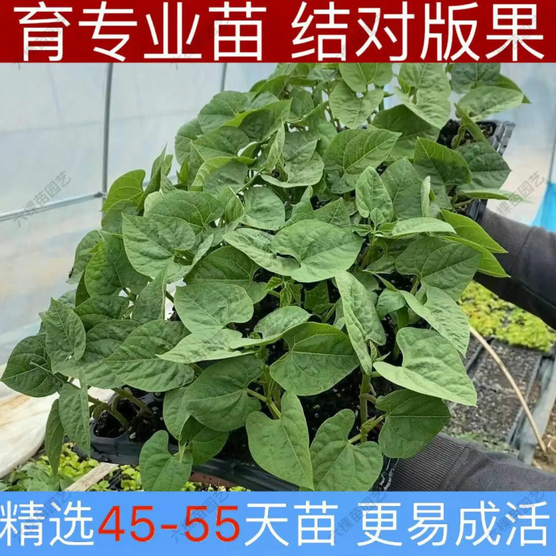 抗病高产种苗豇豆苗豆角苗长豆角苗一穴三株50穴盘当天发货