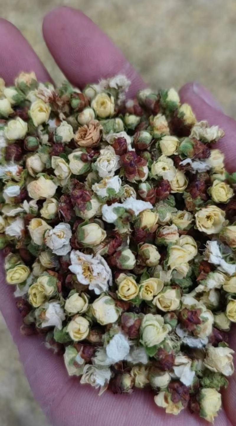 精品黄山梅花，大量供应，量大从优保质保量对接全国客商