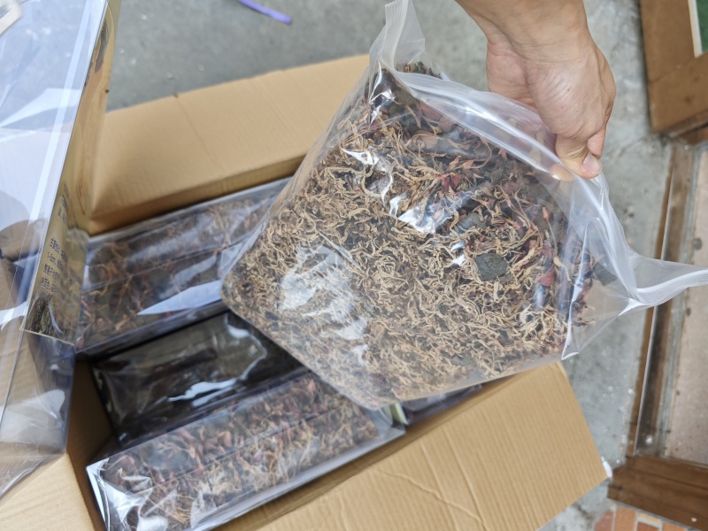 台湾红霞金线莲