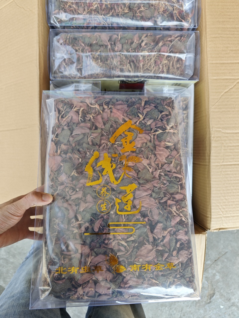 台湾红霞金线莲
