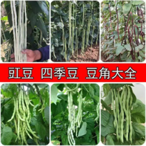 豆角苗优质豆角苗基地直供保质保量可视频保成活抗病