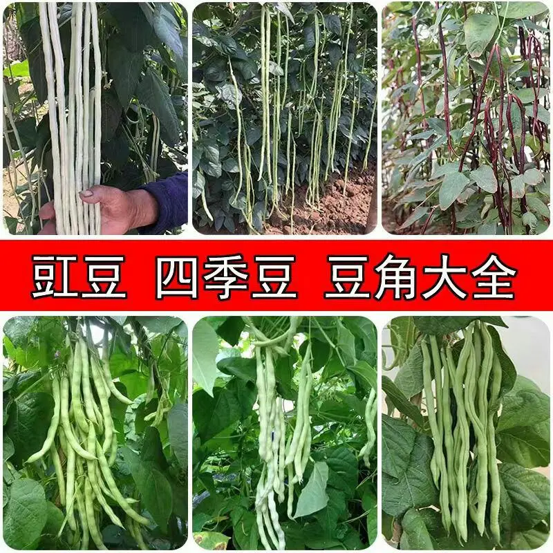 豆角苗优质豆角苗基地直供保质保量可视频看货保成活抗病包邮