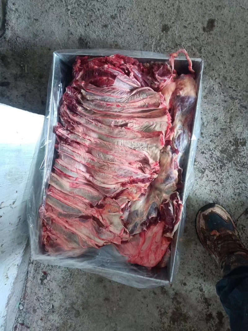 内蒙古纯草饲黄膘牛肉国产黄膘牛肉精修去油