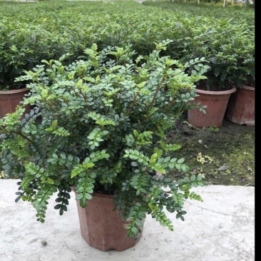 清香木，别名胡椒木，常绿灌木植物，四川基地直发