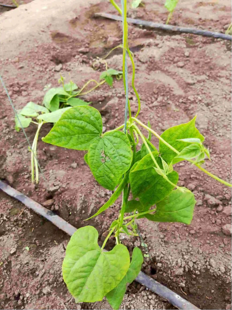 豆角苗优质豆角苗基地直供保质保量可视频看货保成活抗病包邮