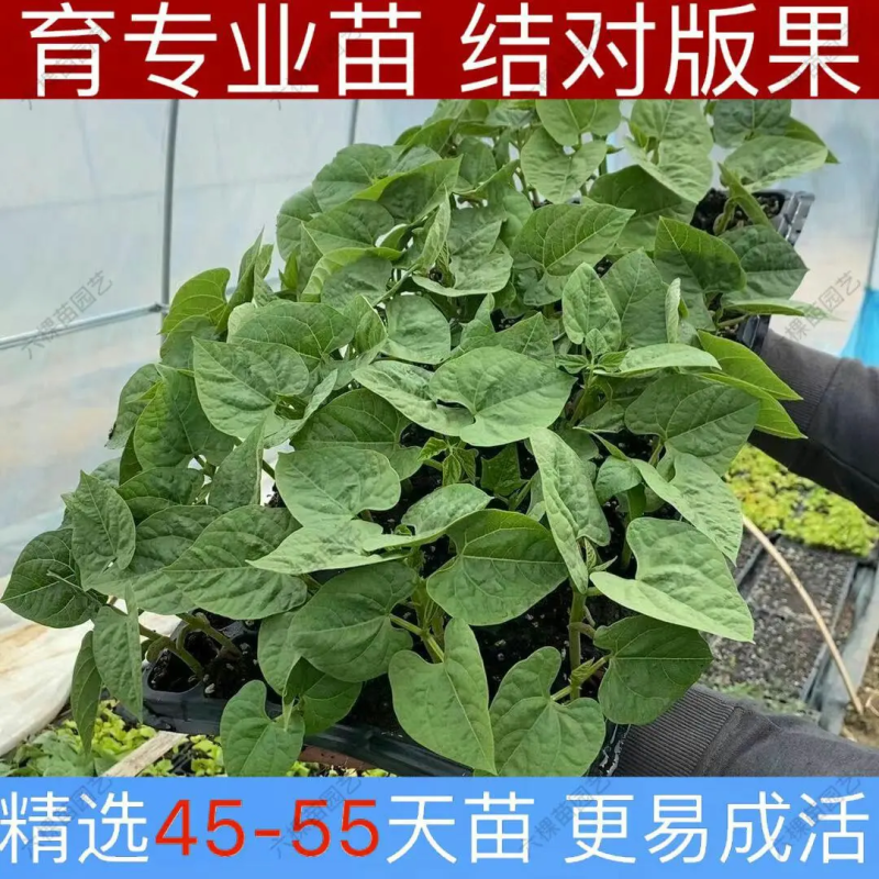 豆角苗优质豆角苗基地直供保质保量可视频看货保成活抗病包邮