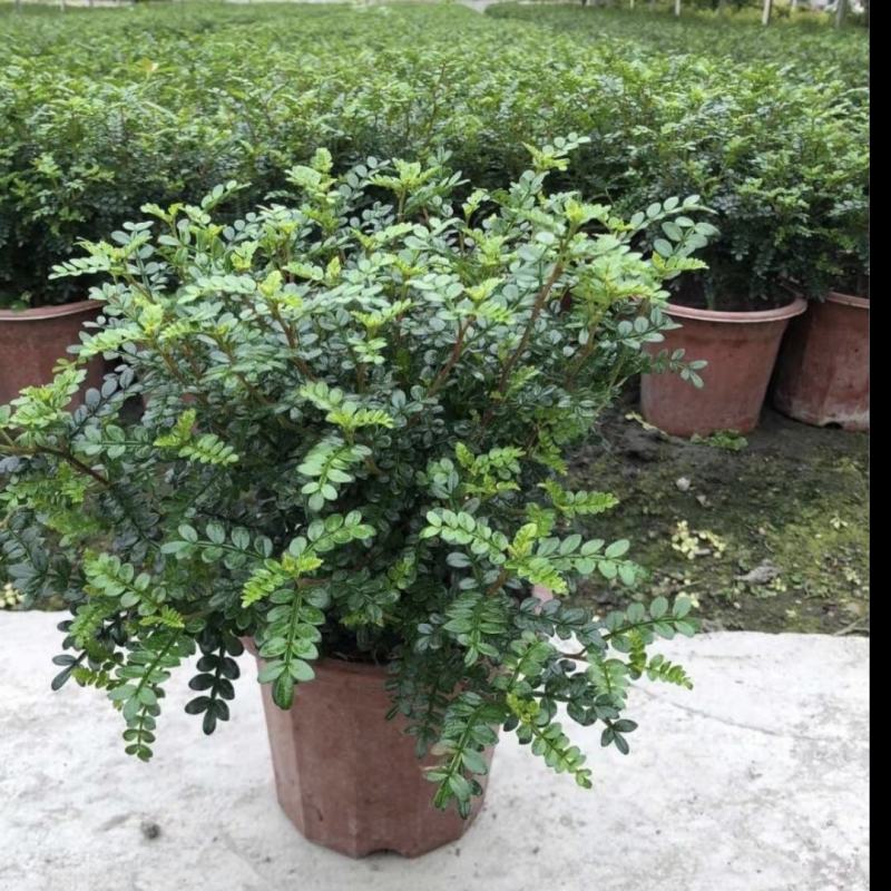 清香木，别名胡椒木，常绿灌木植物，四川基地直发