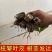 精品芸豆苗基地直发保质保量全国发货欢迎咨询