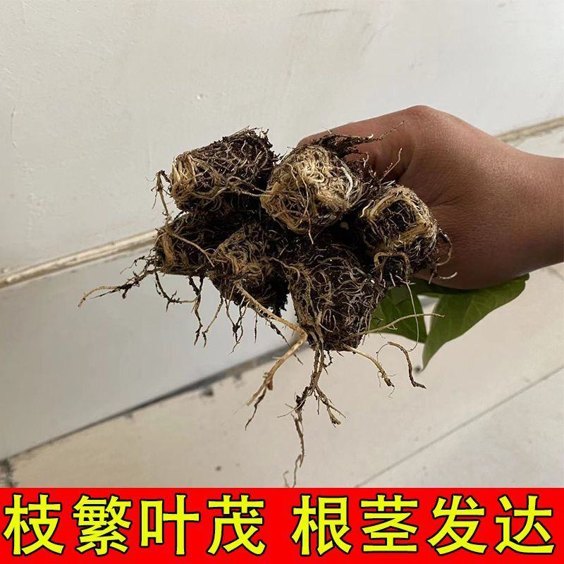 精品芸豆苗基地直发保质保量全国发货欢迎咨询