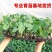 精品芸豆苗基地直发保质保量全国发货欢迎咨询