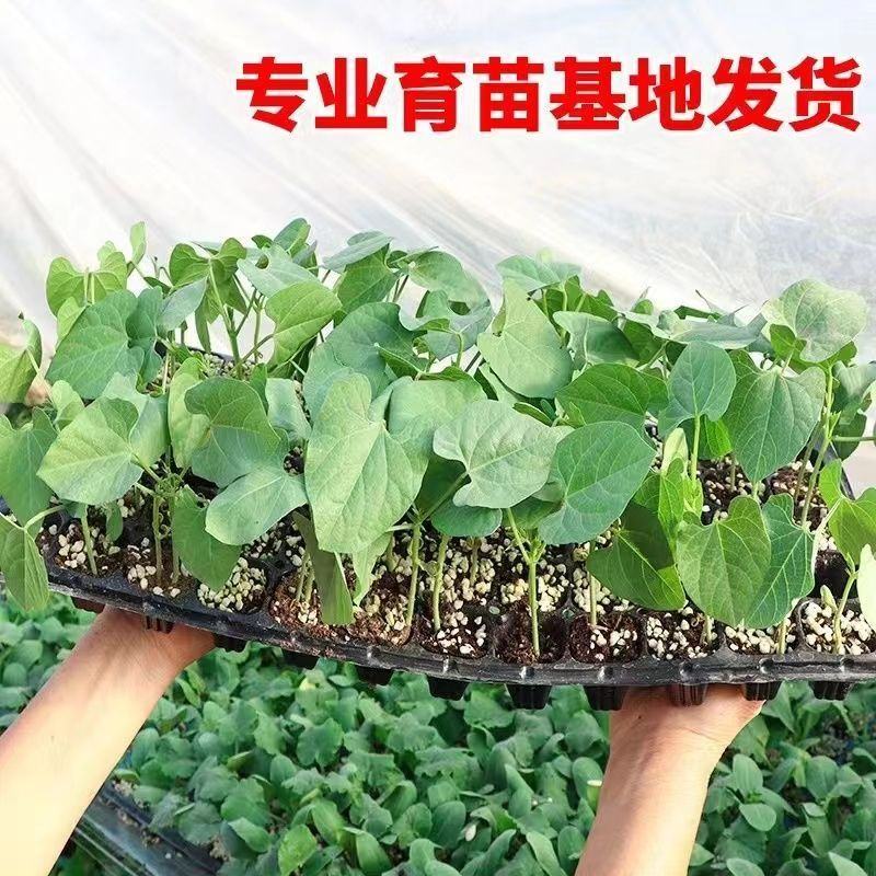 精品芸豆苗基地直发保质保量全国发货欢迎咨询