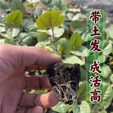 精品芸豆苗基地直发保质保量全国发货欢迎咨询