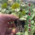 精品芸豆苗基地直发保质保量全国发货欢迎咨询